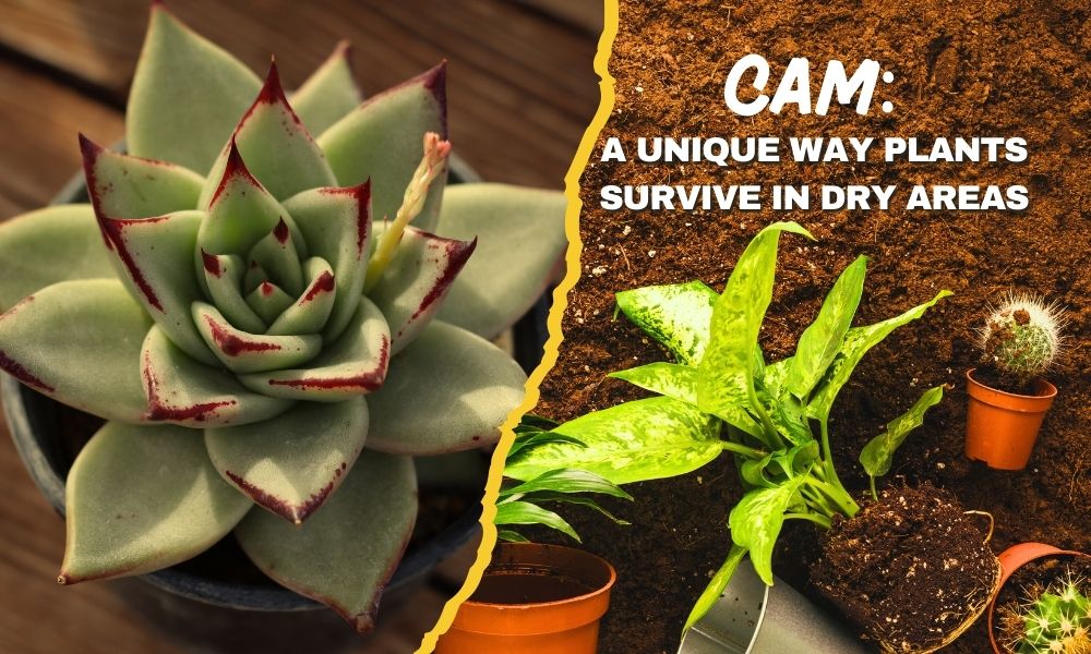 CAM: A Unique Way Plants Survive in Dry Areas