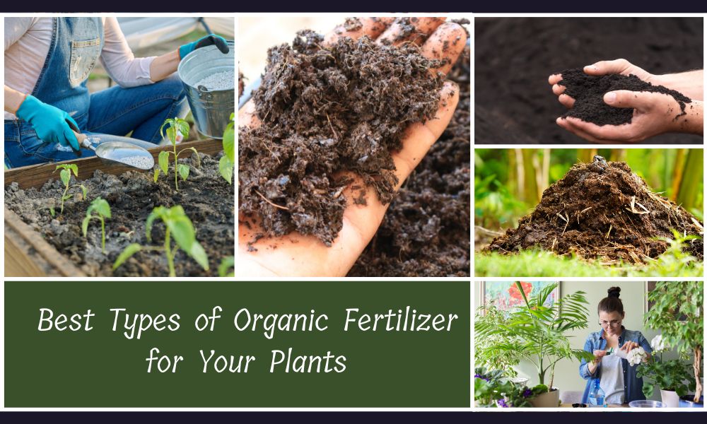 Best Types of Organic Fertilizer for Your Plants