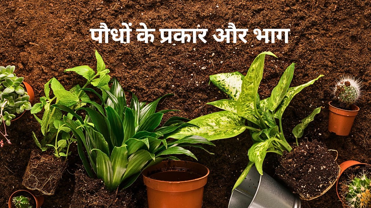 पौधों के प्रकार और भाग – Different Types of Plants In Hindi 