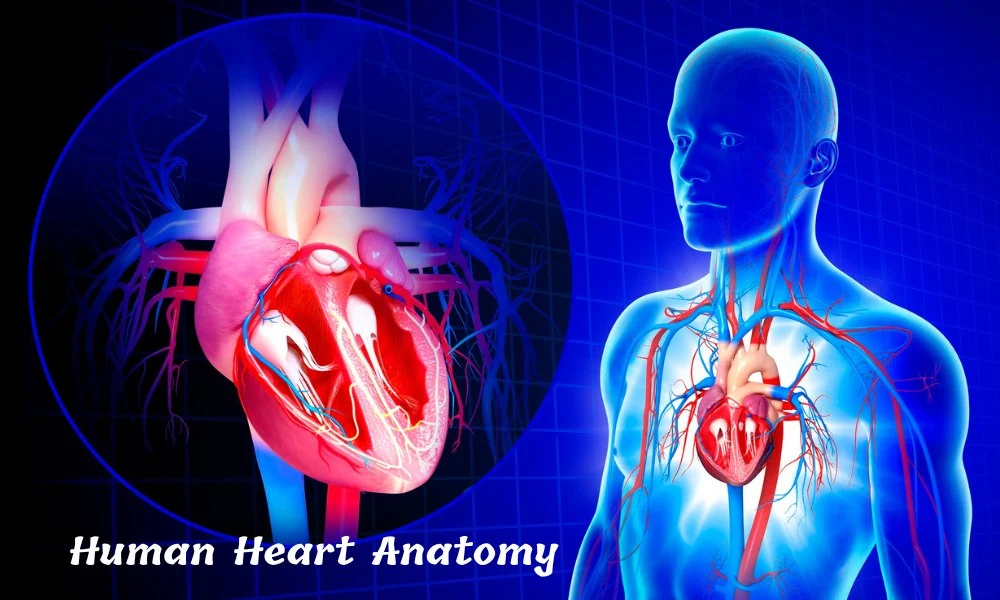 Human Heart Anatomy and Cardiac Cycle