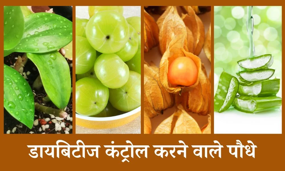 डायबिटीज कंट्रोल करने वाले असरदार पौधे, डाइट में करें शामिल – Plants That Help Control Diabetes In Hindi