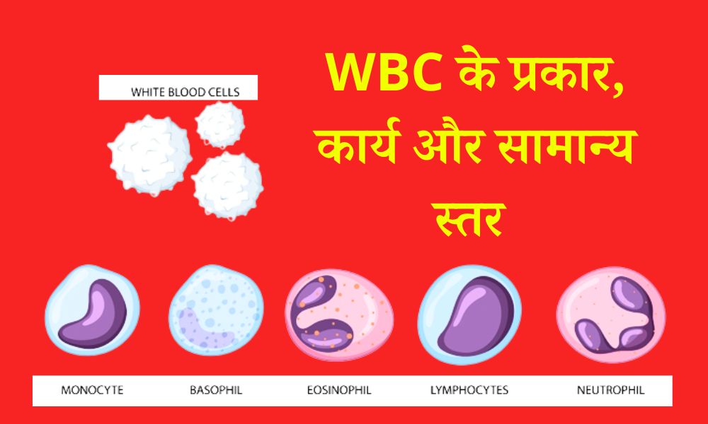 WBC के प्रकार, कार्य और सामान्य स्तर – WBC Type, Functions and Normal Range in Hindi