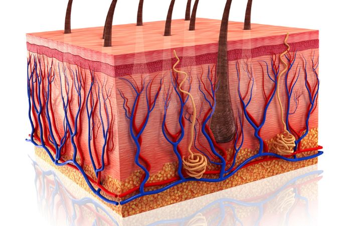 त्वचा की संरचना, स्किन लेयर और रोग – Types of Skin Layer and Diseases in Hindi