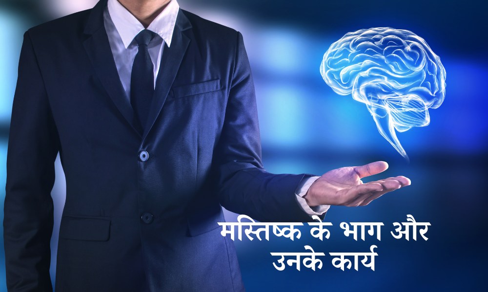 मस्तिष्क के भाग और उनके कार्य – Parts Of The Brain And Their Functions In Hindi