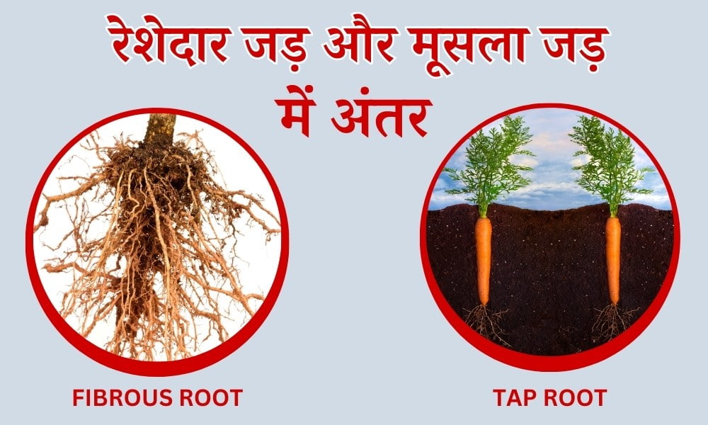 जड़ों के प्रकार: मूसला और रेशेदार जड़ में अंतर – Difference Between Taproot And Fibrous Roots In Hindi