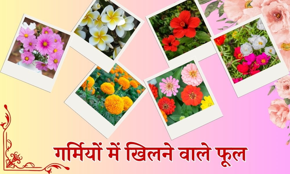 गर्मियों में खिलने वाले फूल – Summer Flowering Plants In India In Hindi