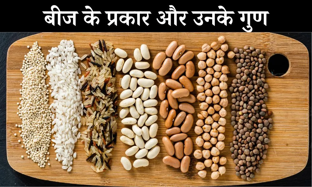 बीज के प्रकार: एकबीजपत्री और द्विबीजपत्री बीज – Types Of Seeds In Hindi