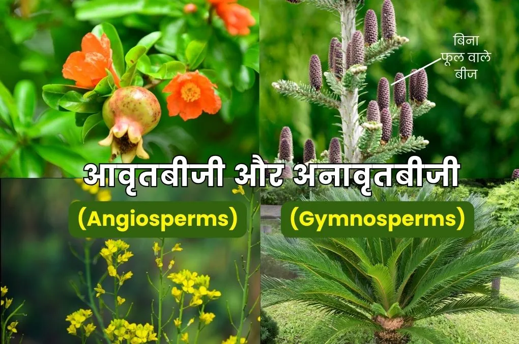 आवृतबीजी और अनावृतबीजी पौधों में अंतर – Difference Between Angiosperms And Gymnosperms In Hindi 