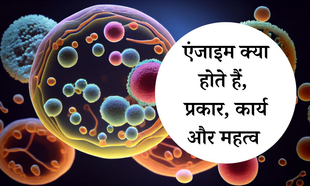 एंजाइम क्या है, प्रकार, कार्य और महत्व – Types And Functions Of Enzyme In Hindi
