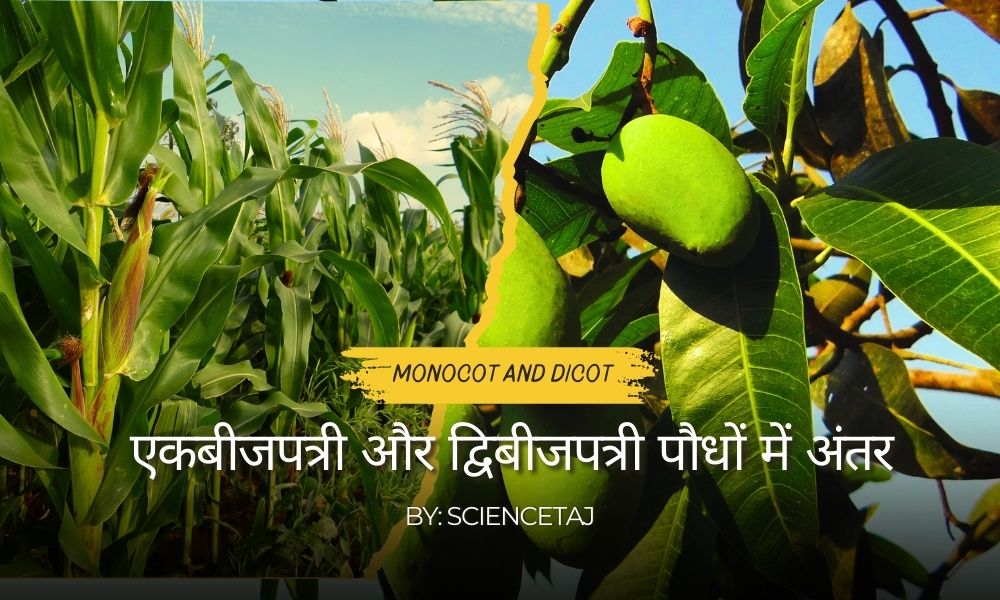 एकबीजपत्री और द्विबीजपत्री पौधों में अंतर – Difference Between Monocot and Dicot Plants in Hindi