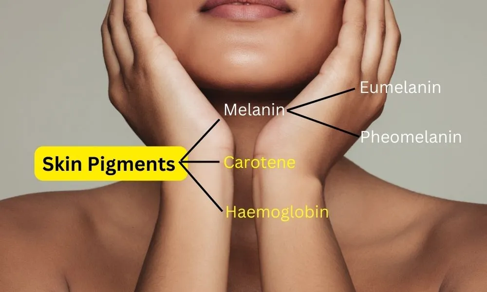 स्किन पिगमेंट के प्रकार, रोग और त्वचा रंग का कारण – Skin Pigments in Hindi