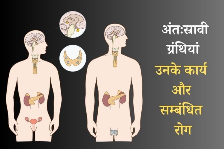 अंत:स्रावी ग्रंथि के प्रकार, कार्य और सम्बंधित रोग – Endocrine Glands Types, Work and Disorders in Hindi