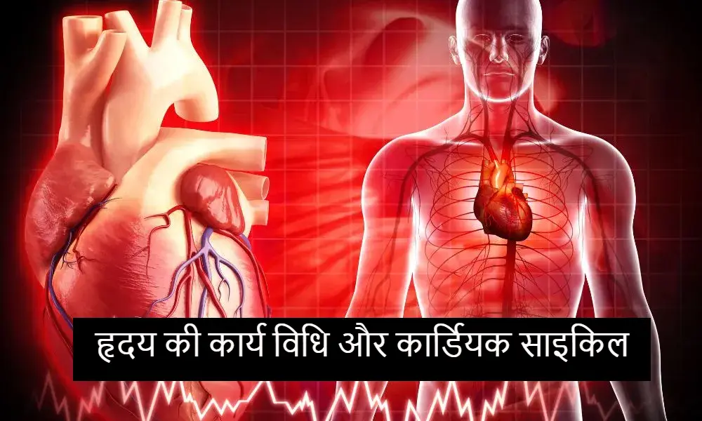 हृदय की कार्य विधि और कार्डियक साइकिल – Heart Function and Cardiac Cycle in Hindi
