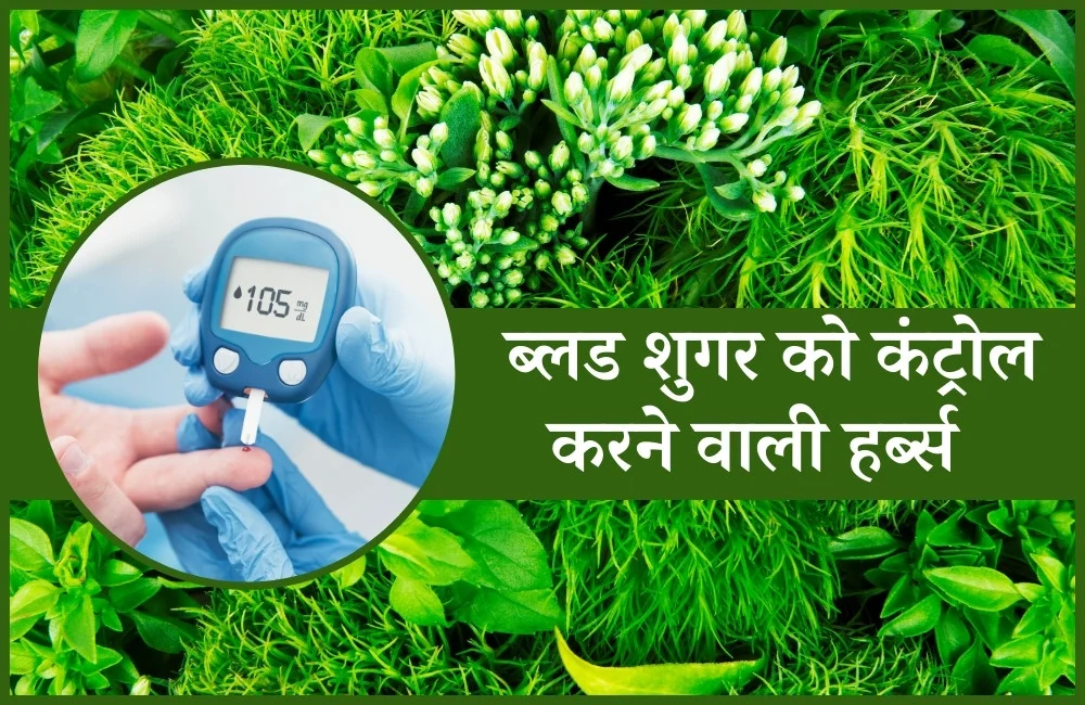 7 आयुर्वेदिक हर्ब: ब्लड शुगर कंट्रोल करने का घरेलू इलाज – 7 Ayurvedic Herbs Good For Control Blood Sugar In Hindi