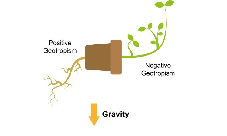 जियोट्रोपिज्म – Geotropism In Hindi