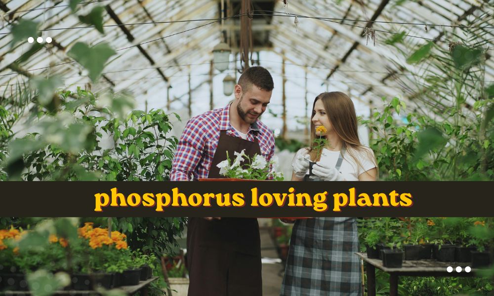 10 Plants Need a Lot of Phosphorus Fertilizers