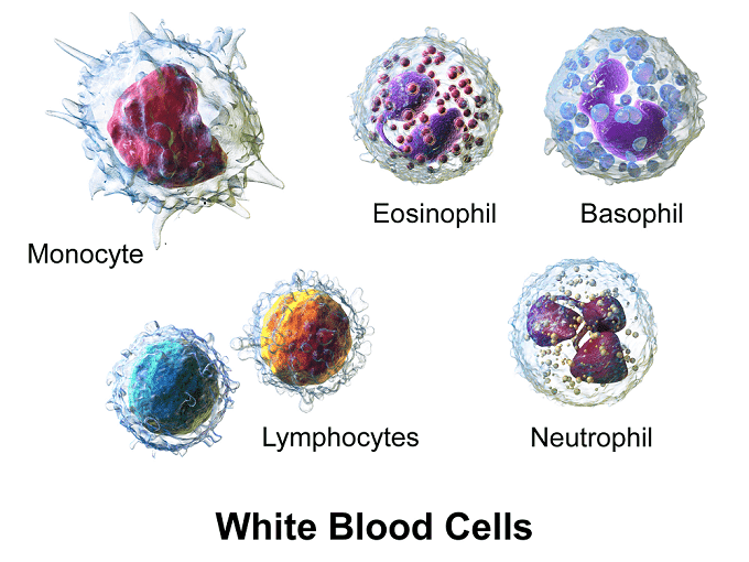 ल्यूकोसाइट के प्रकार और कार्य – Types And Functions of Leukocytes In Hindi 