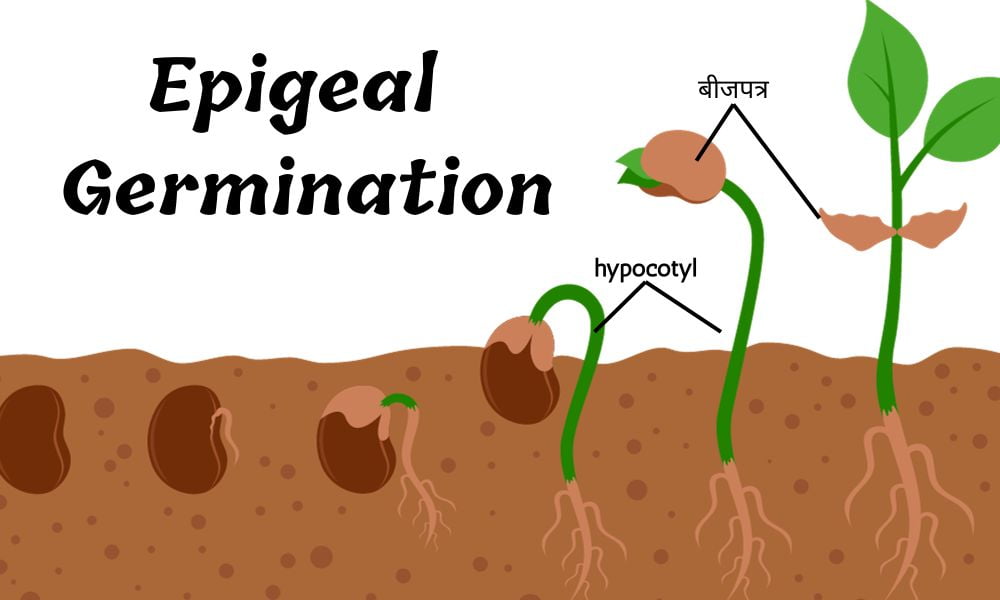 Epigeal Germination क्या है, विशेषता, महत्व और उदाहरण – Epigeal Germination in Hindi