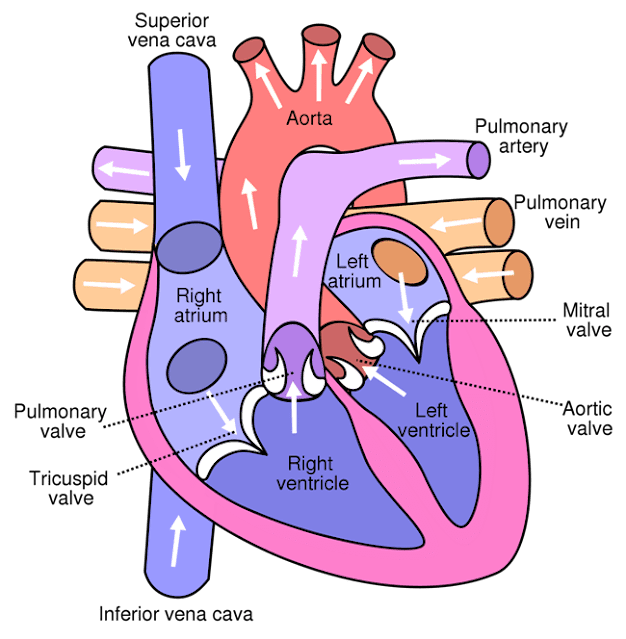 हार्ट (दिल) से संबंधित महत्वपूर्ण प्रश्न-उत्तर – Human Heart facts and Heart Questions in Hindi