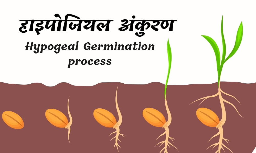 हाइपोजील अंकुरण क्या है, जानें सम्पूर्ण जानकारी – Hypogeal Germination Process in Hindi