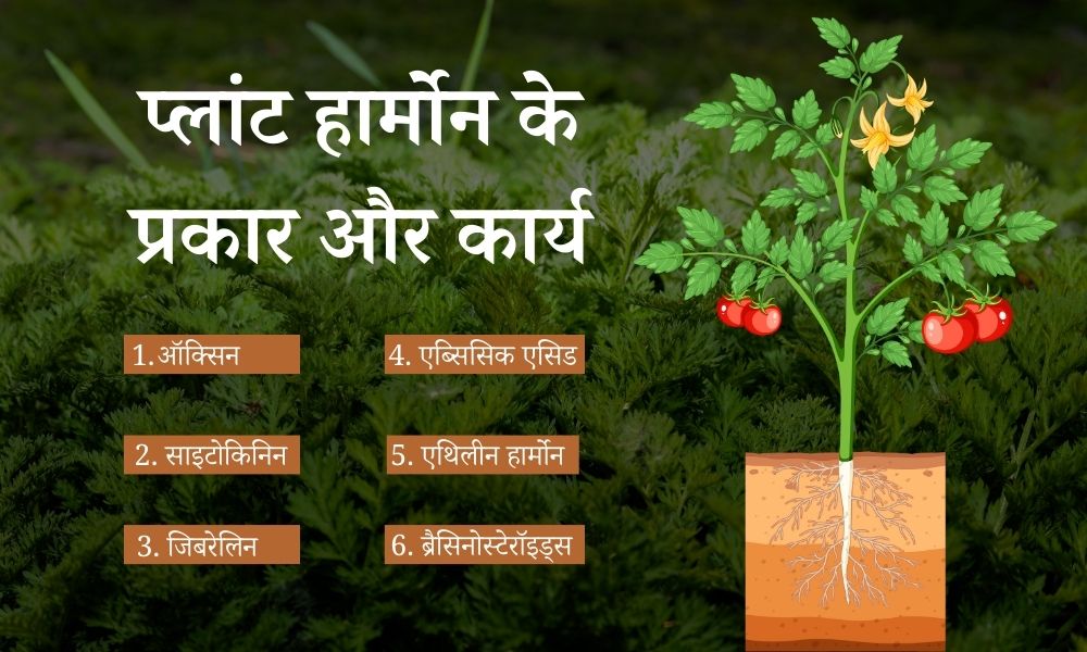 फाइटोहोर्मोन: प्लांट हार्मोन के प्रकार और कार्य – Plant Hormone Types And Functions in Hindi