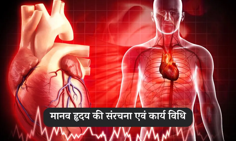 मानव हृदय की संरचना एवं कार्य विधि – Human Heart Anatomy in Hindi