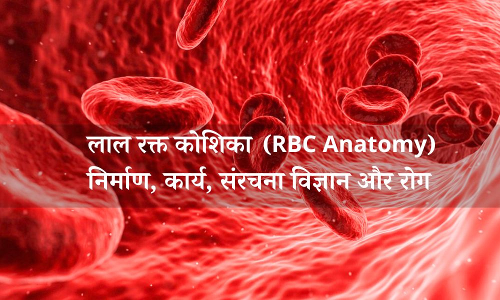 लाल रक्त कोशिका का निर्माण, कार्य और रोग – Red Blood Cells/Erythrocyte Anatomy In Hindi