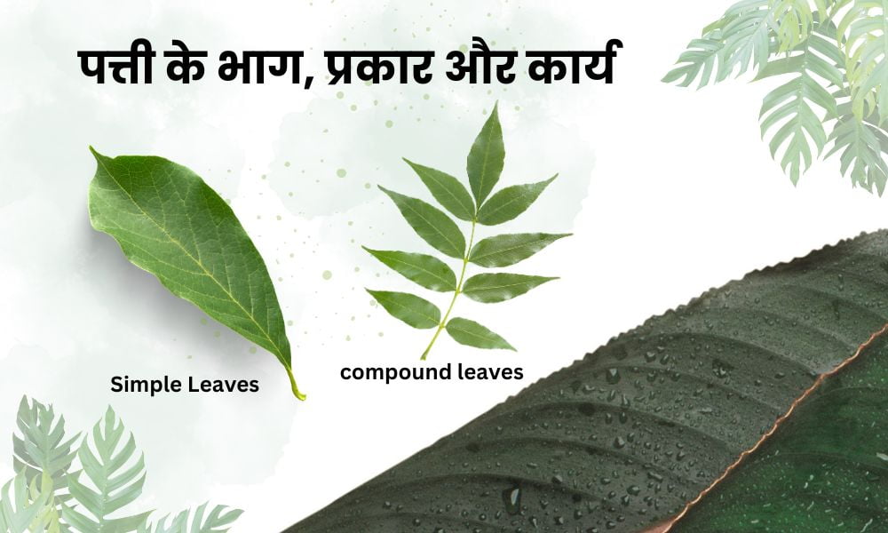 पत्ती के भाग, प्रकार और कार्य – Leaf, Structure, Type And Function In Hindi