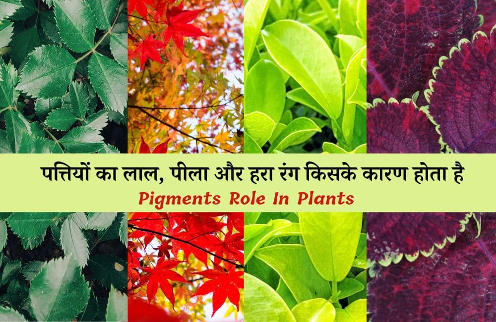 प्लांट पिगमेंट के प्रकार: जानें पत्तियाँ रंग क्यों बदलती हैं? – Plant Pigments In Hindi