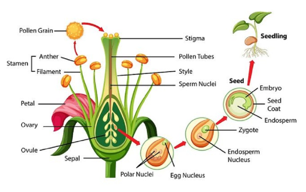 परागकण क्या होते हैं, कहाँ पाये जाते हैं, संरचना, कार्य – Pollen Grains in Hindi