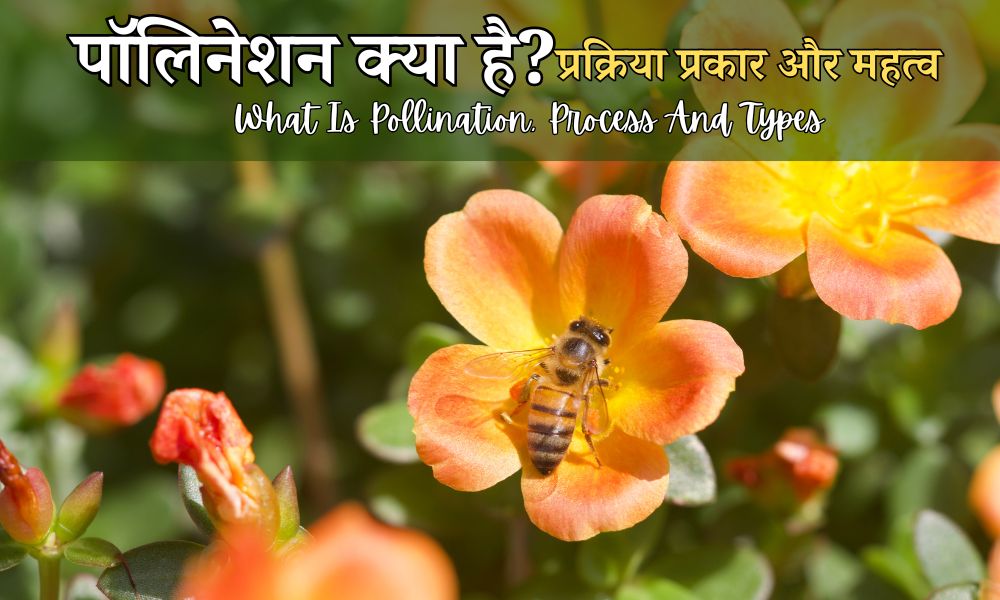 परागण किसे कहते हैं, कैसे होता है, प्रकार – What Is Pollination Types In Hindi