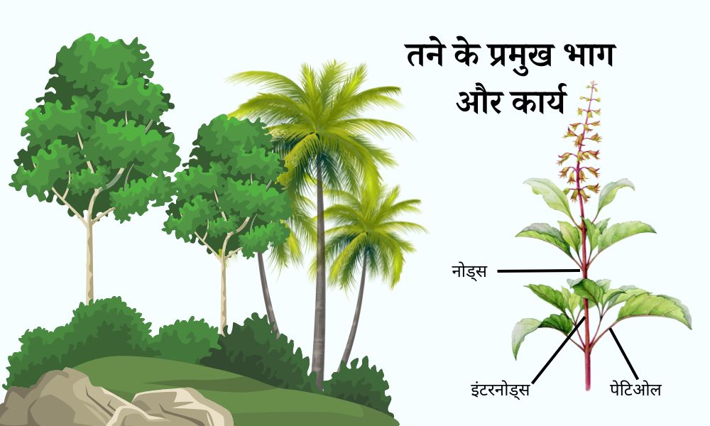 तने के भाग, उसकी संरचना और कार्य – Parts of a Stem and Functions in Hindi
