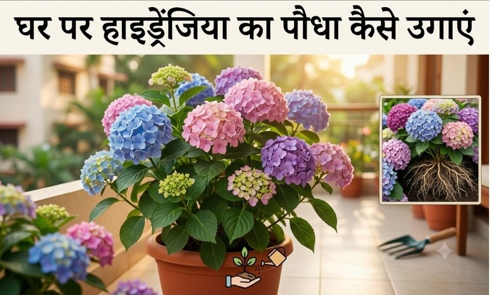 घर पर हाइड्रेंजिया का पौधा कैसे उगाएं – How To Grow Hydrangea Flower In Hindi