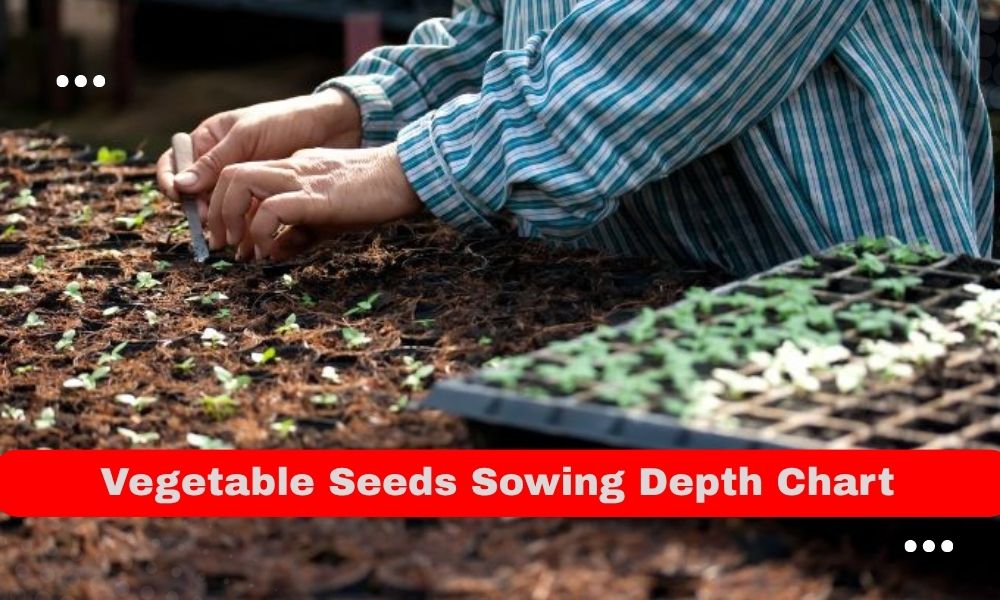 सब्जियों के बीज कितनी गहराई पर बोना चाहिए ? – Vegetable Seed Sowing Depth Chart in Hindi