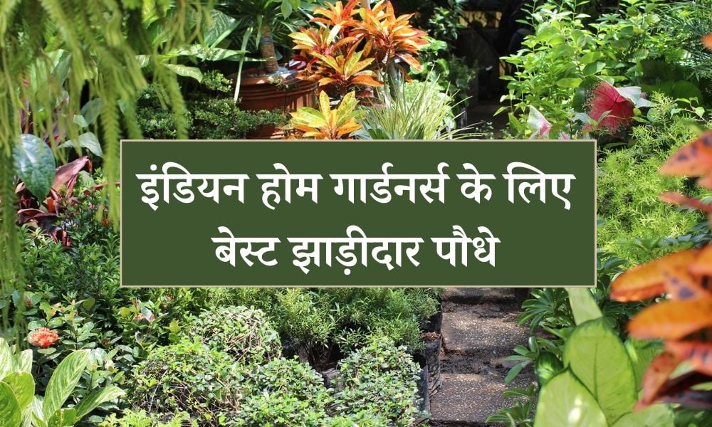 इंडियन होम गार्डनर्स के लिए बेस्ट झाड़ीदार पौधे – Best Shrub Plants In India In Hindi