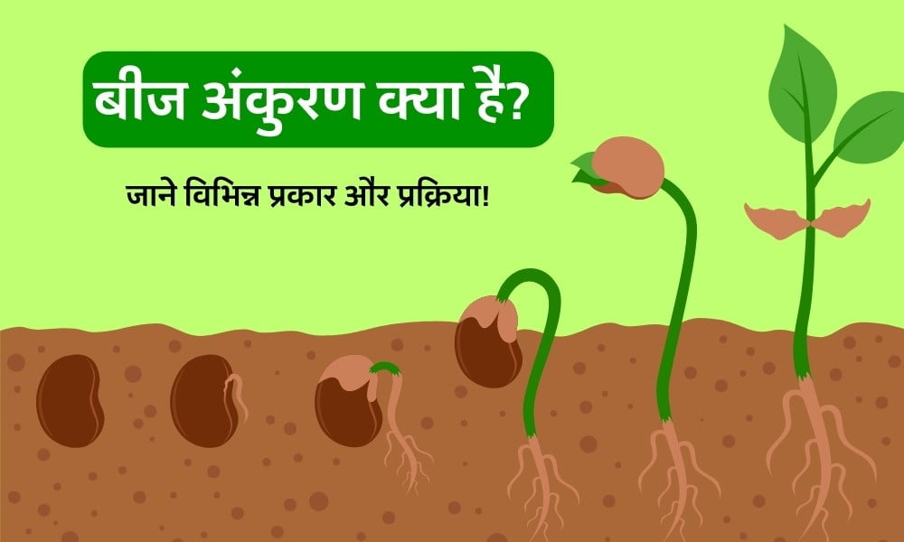 बीज अंकुरण के प्रकार और प्रक्रिया – Seed Germination Types And Process In Hindi