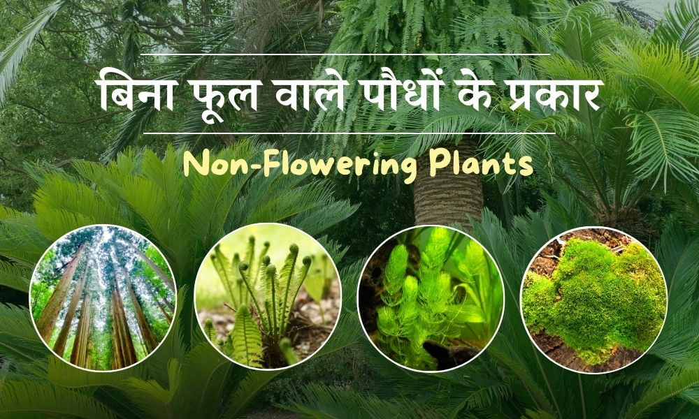 बिना फूल वाले पौधे के प्रकार – Non-Flowering Plants in Hindi