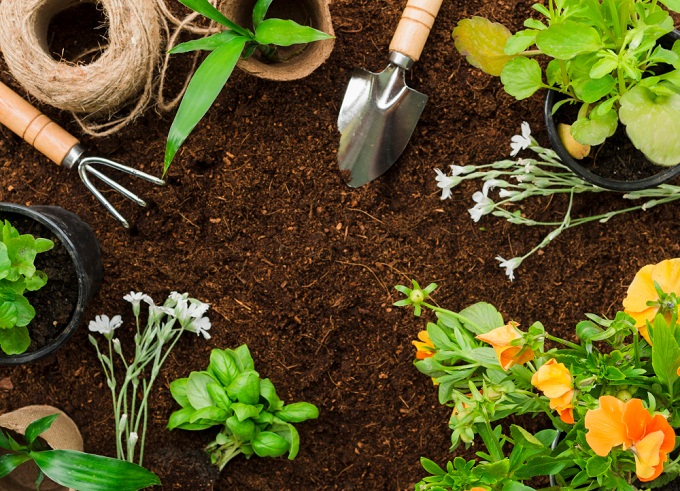 जानें गर्मियों में कौन से पौधे लगाएं – Which plants to grow in summer in india In Hindi