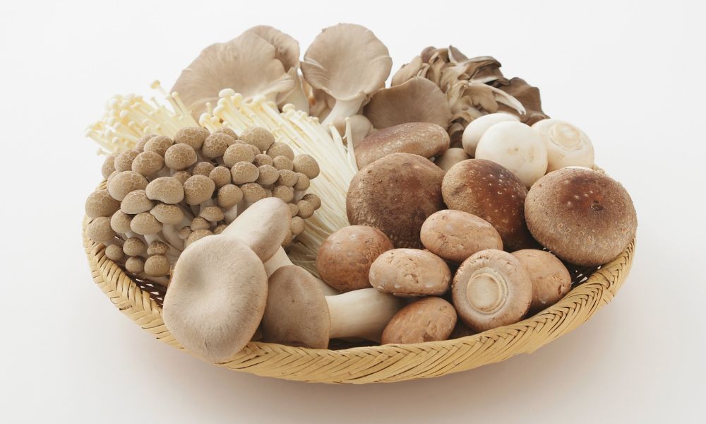 भारत में खाने योग्य मशरूम के प्रकार – 6 Best Types of Edible Mushroom in India in Hindi