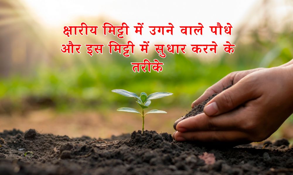 क्षारीय मिट्टी में उगने वाले पौधे और सुधार करने के तरीके – Alkaline Soil In Hindi 
