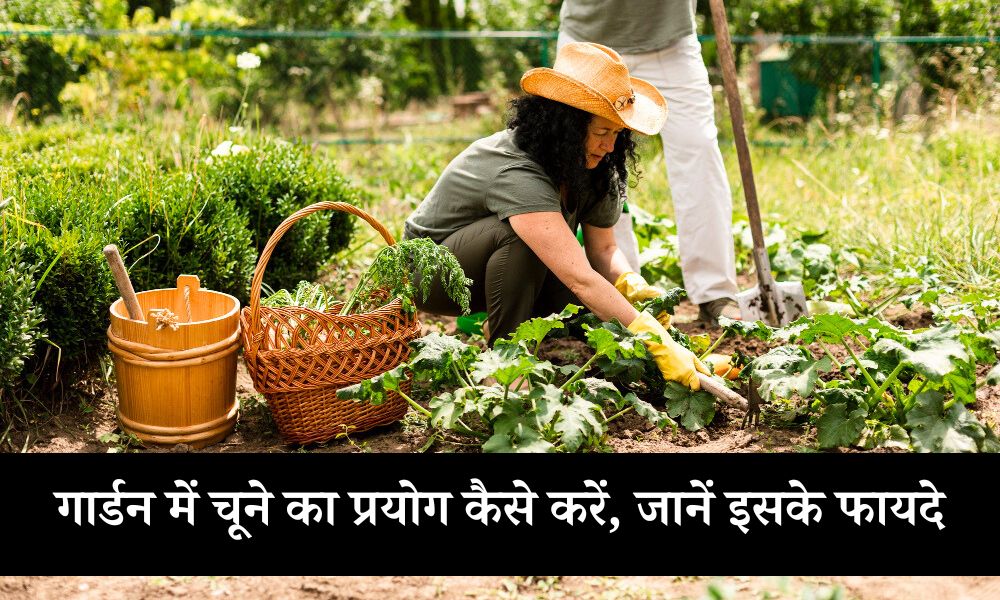 गार्डन में चूने का प्रयोग कैसे करें, जानें इसके फायदे – How To Use Garden Lime In Hindi