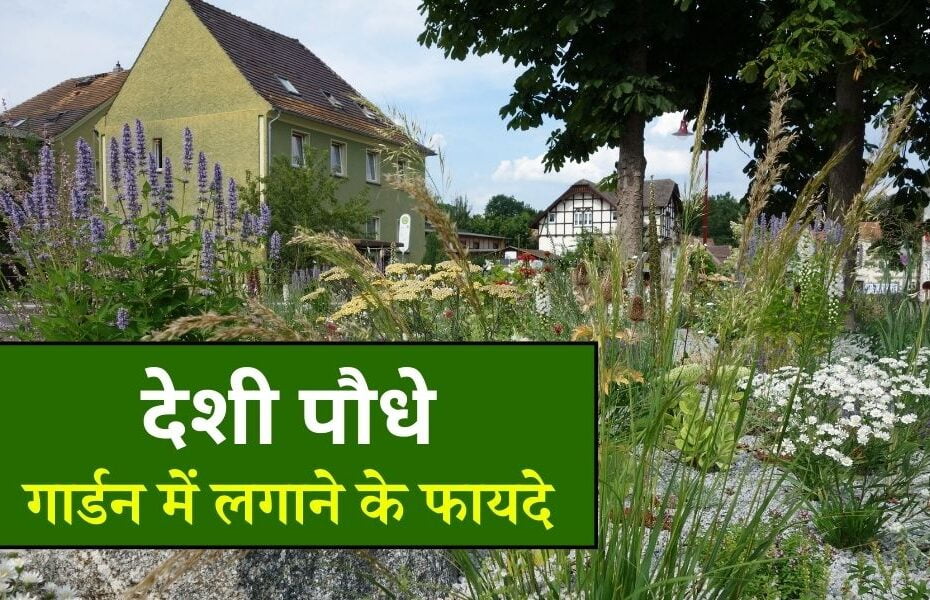 देशी प्लांट क्या हैं, गार्डन में देशी पौधे लगाने के फायदे – Benefits Of Planting Desi Plant In Hindi